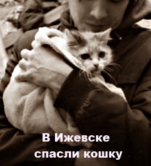 В Ижевске спасли кошку
