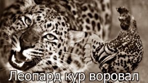 Леопард кур воровал