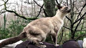 На прогулке по лесу кот Луи с удовольствием восседает на попоне лошади и с удовольствием дышит воздухом
