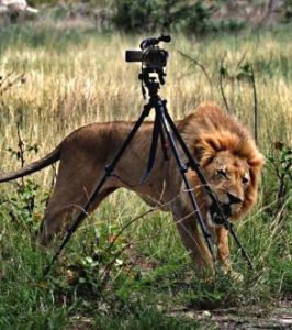 Львенка забрали полицейские у фотографа