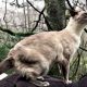 На прогулке по лесу кот Луи с удовольствием восседает на попоне лошади и с удовольствием дышит воздухом