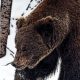 Весна, медведи просыпаются от спячки
