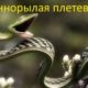 Длиннорылая плетевидка