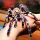 Орнаментный птицеед-раджай (Poecilotheria rajaei)